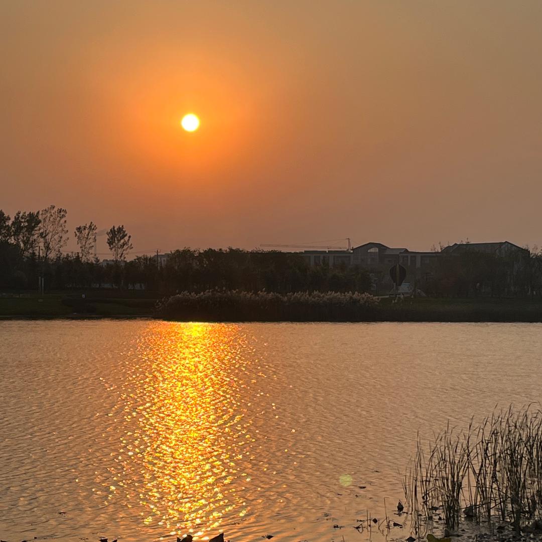 将将将酱