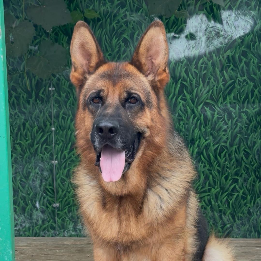 长春易轩犬舍