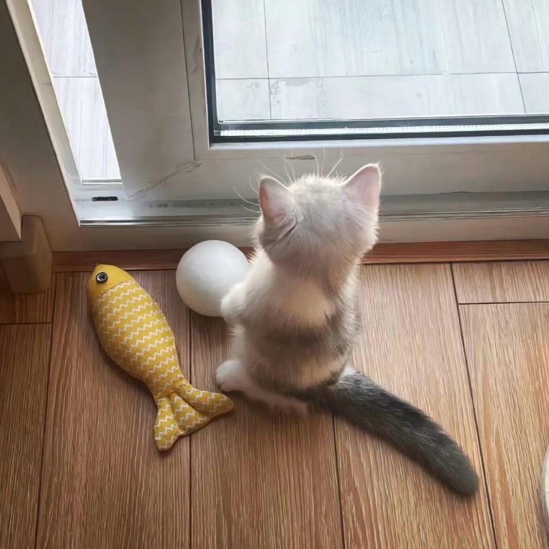 素不鸟我蹲墙角🦷