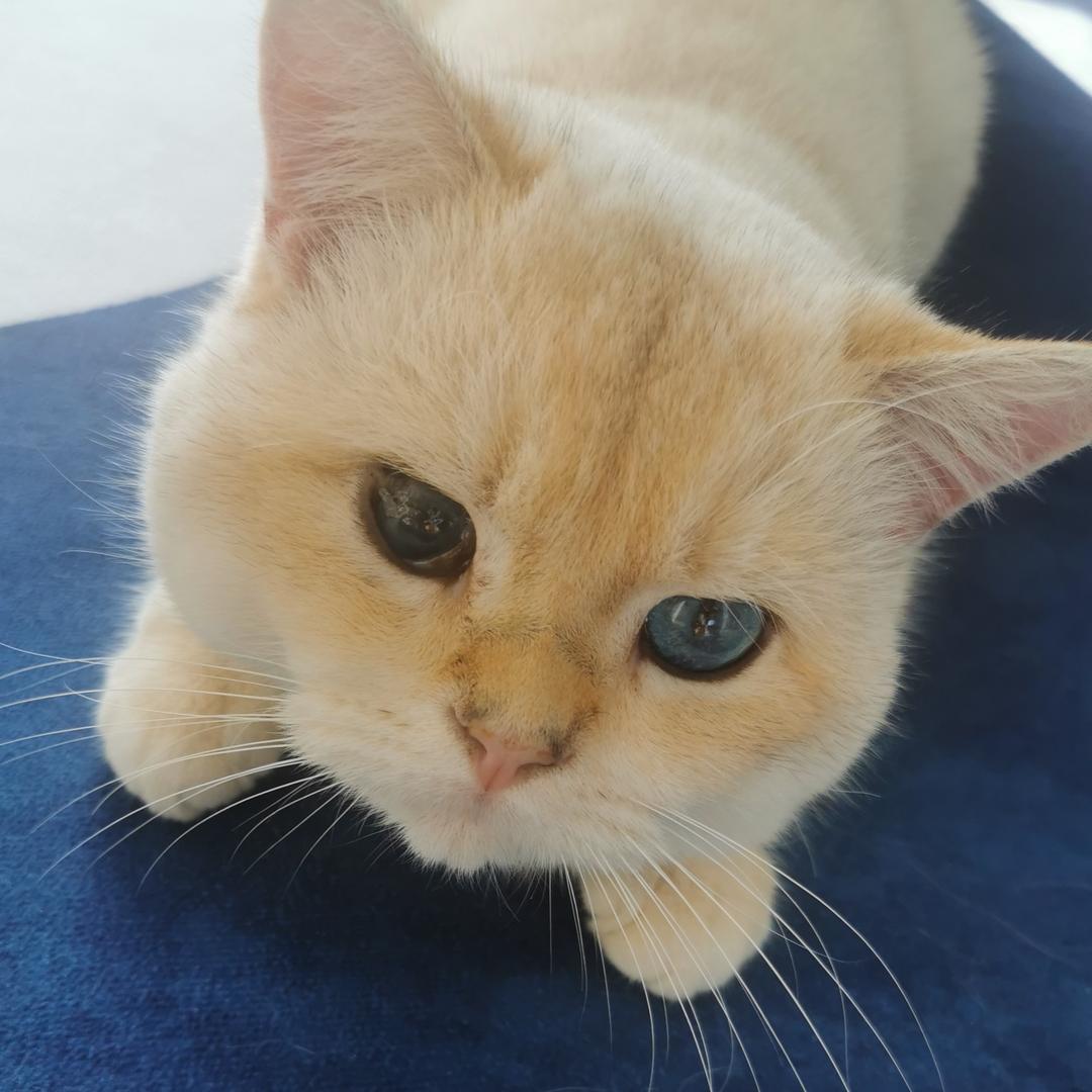 总被野猪骗