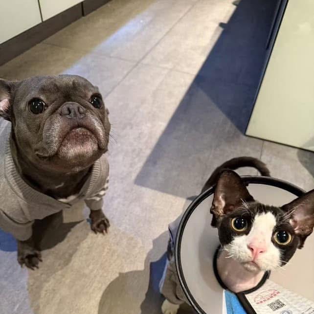 奇幻旅程-范特西