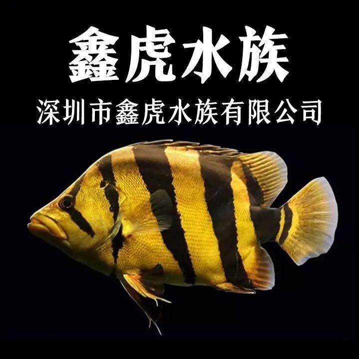 观赏鱼-阿恩