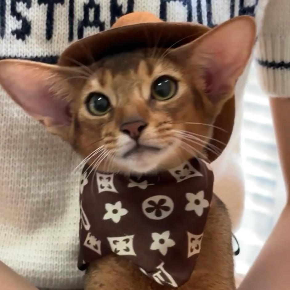 小杨的🐱