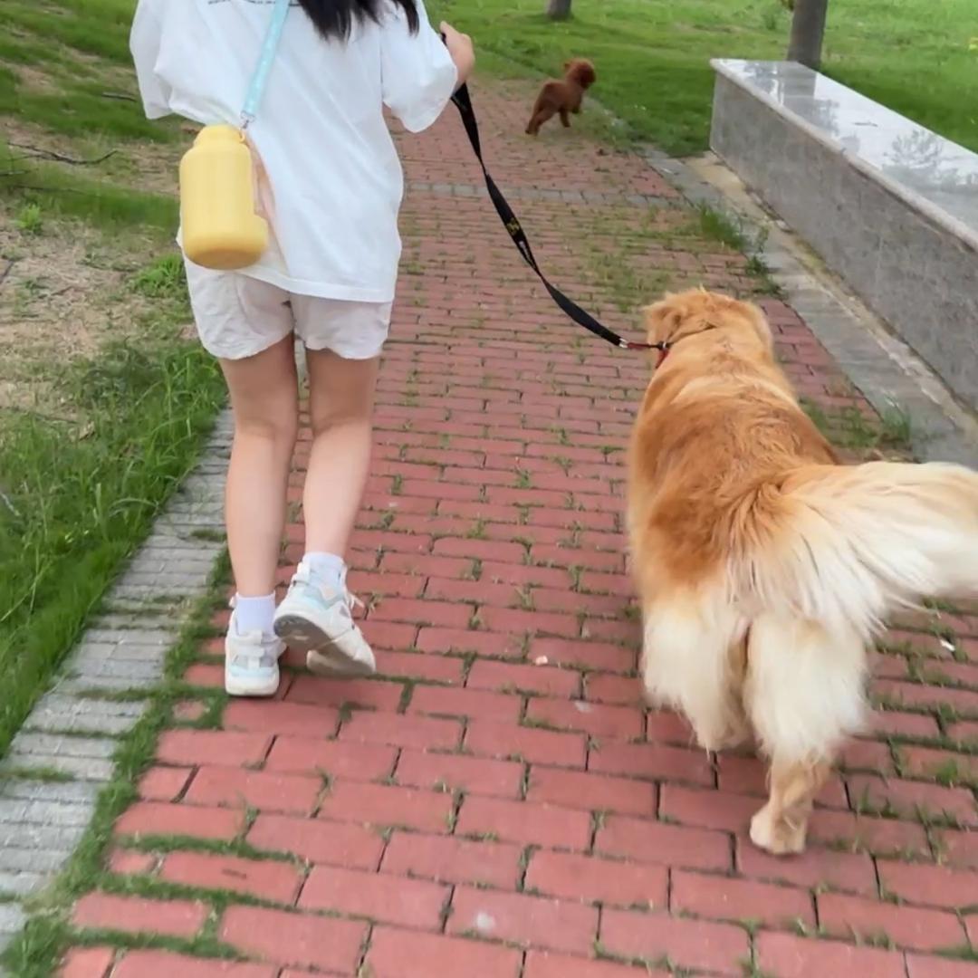 灵芝的猫猫研究所