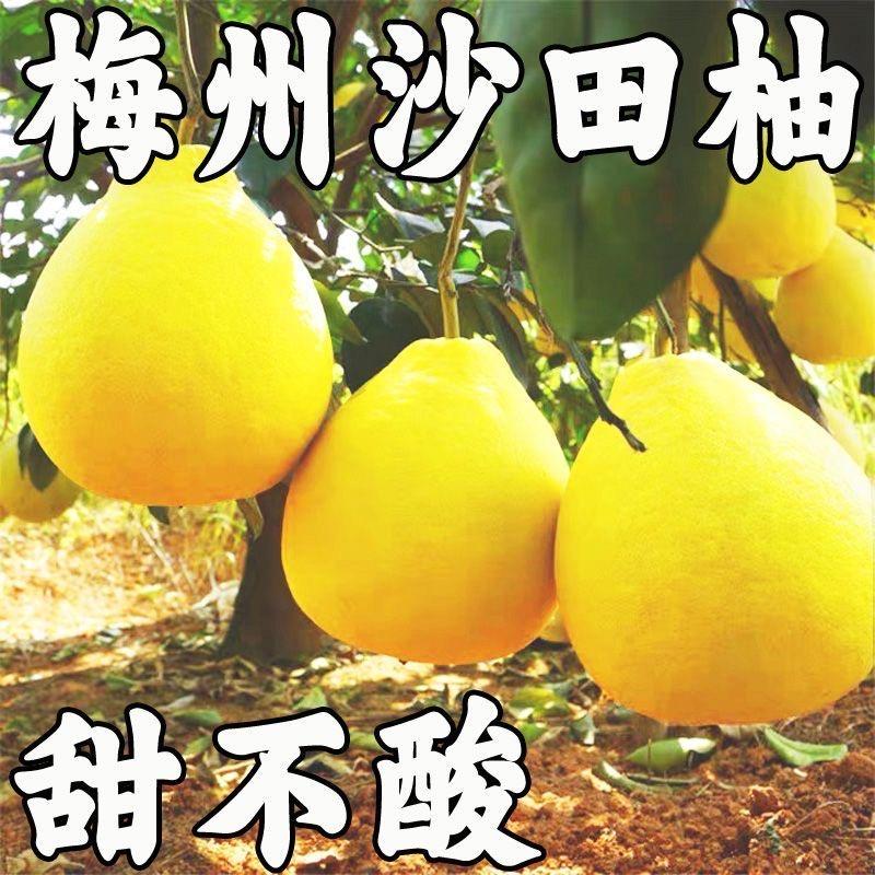 梅州沙田柚柚子园