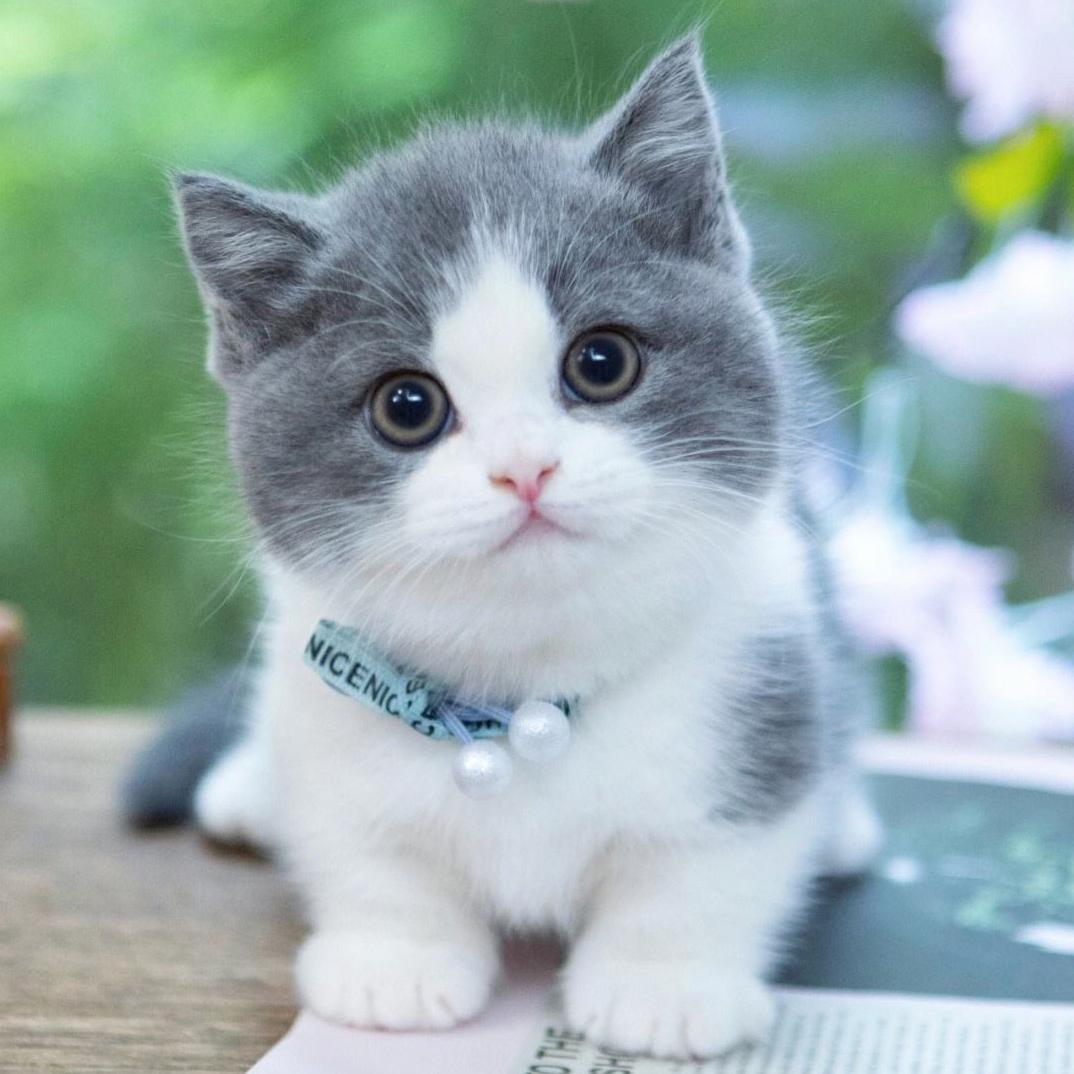 格格不录（断更中）