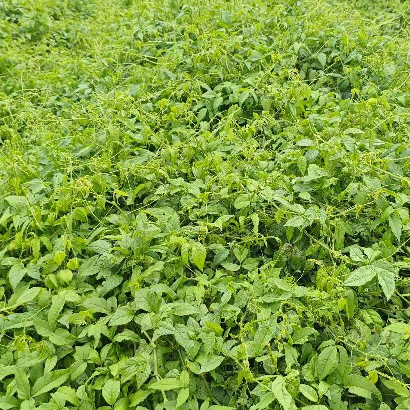 草本滋味—小荣