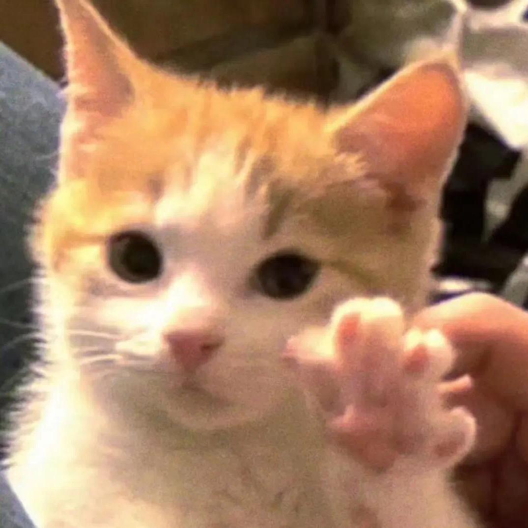 泠歌