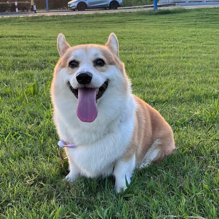 小寒宠物用品分享