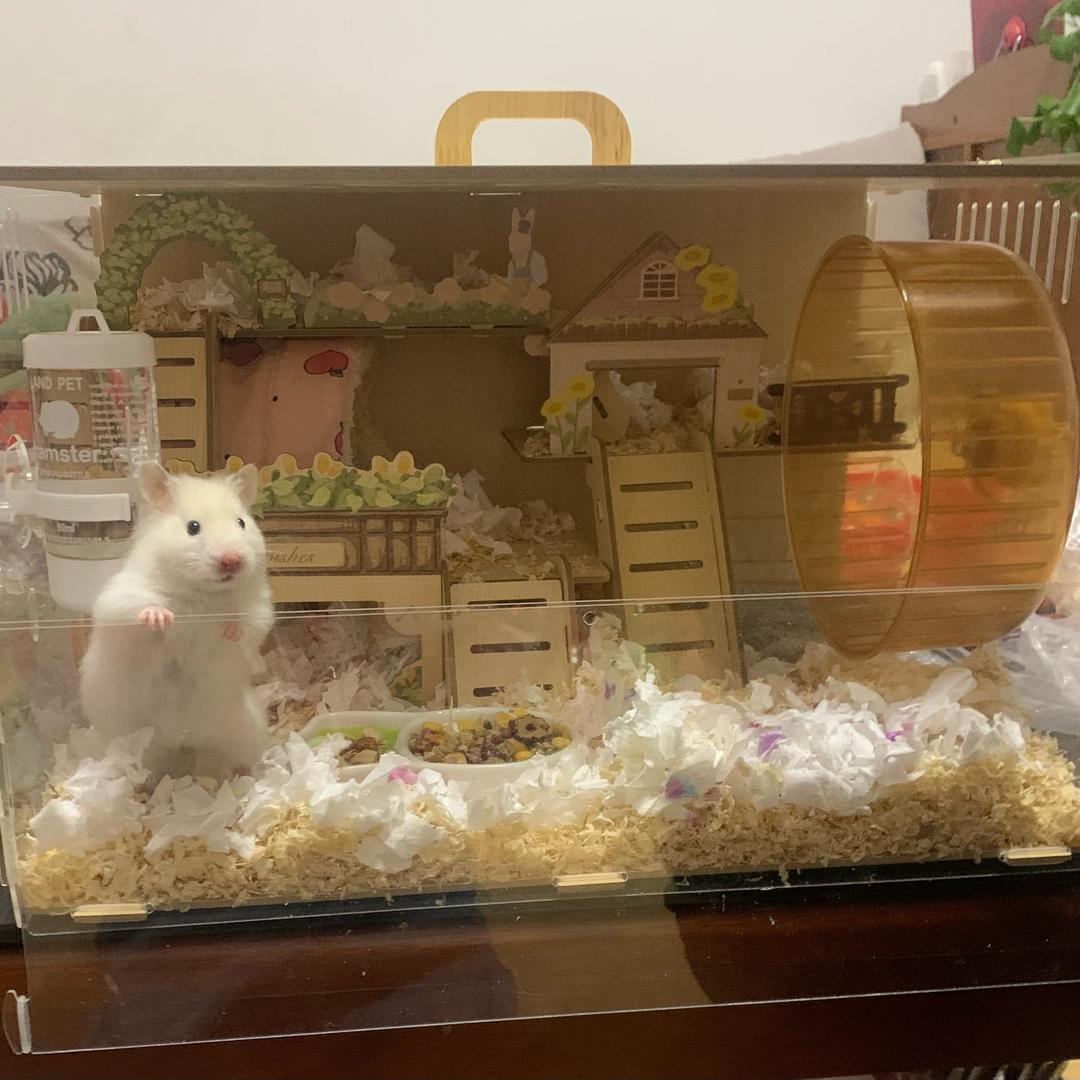 ε茉莉不爱玫瑰
