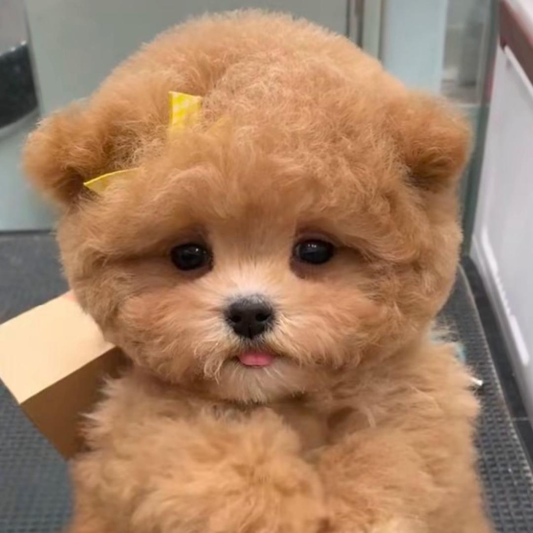 李哈哈