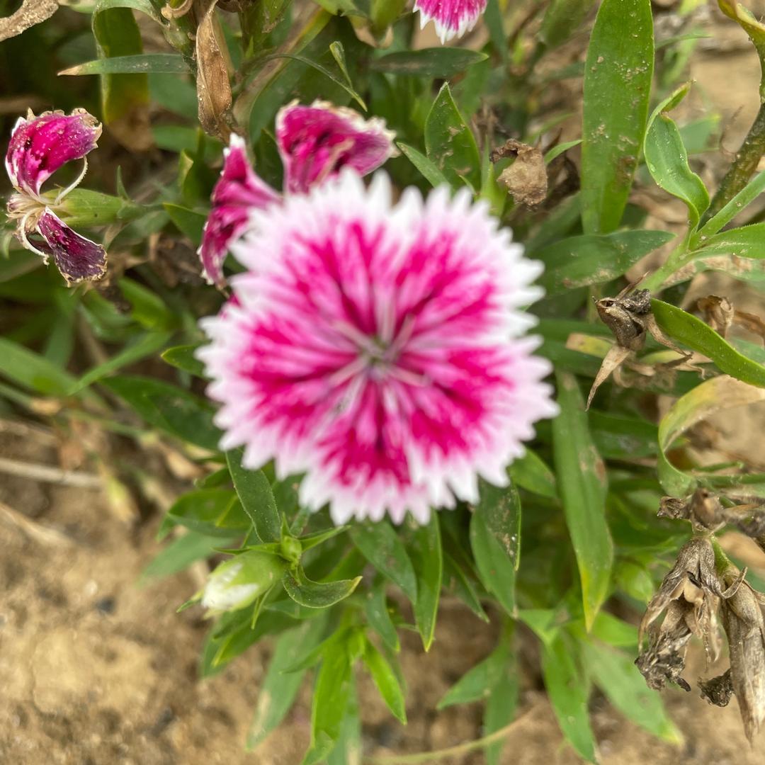 河水清清