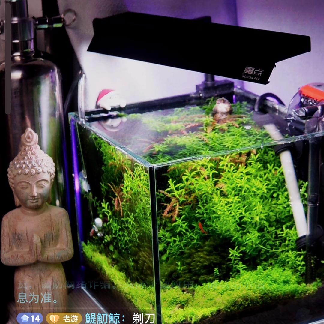 玩草缸的老游