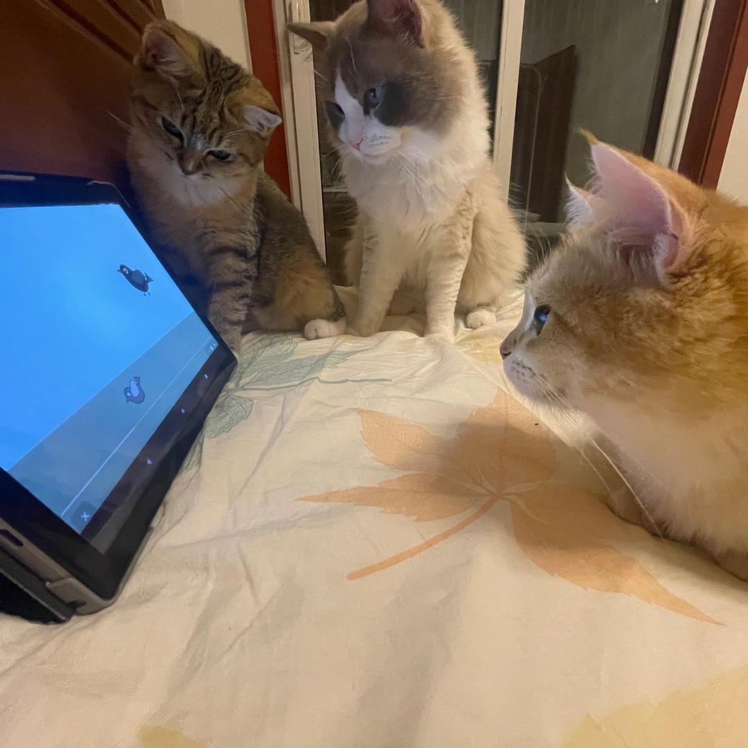 李元宝是只混血