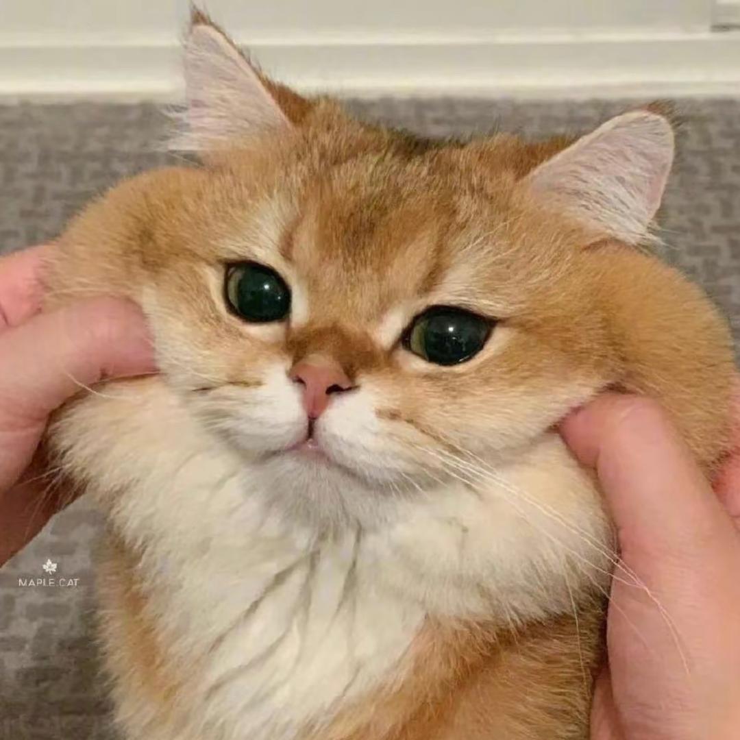 Fanruihao