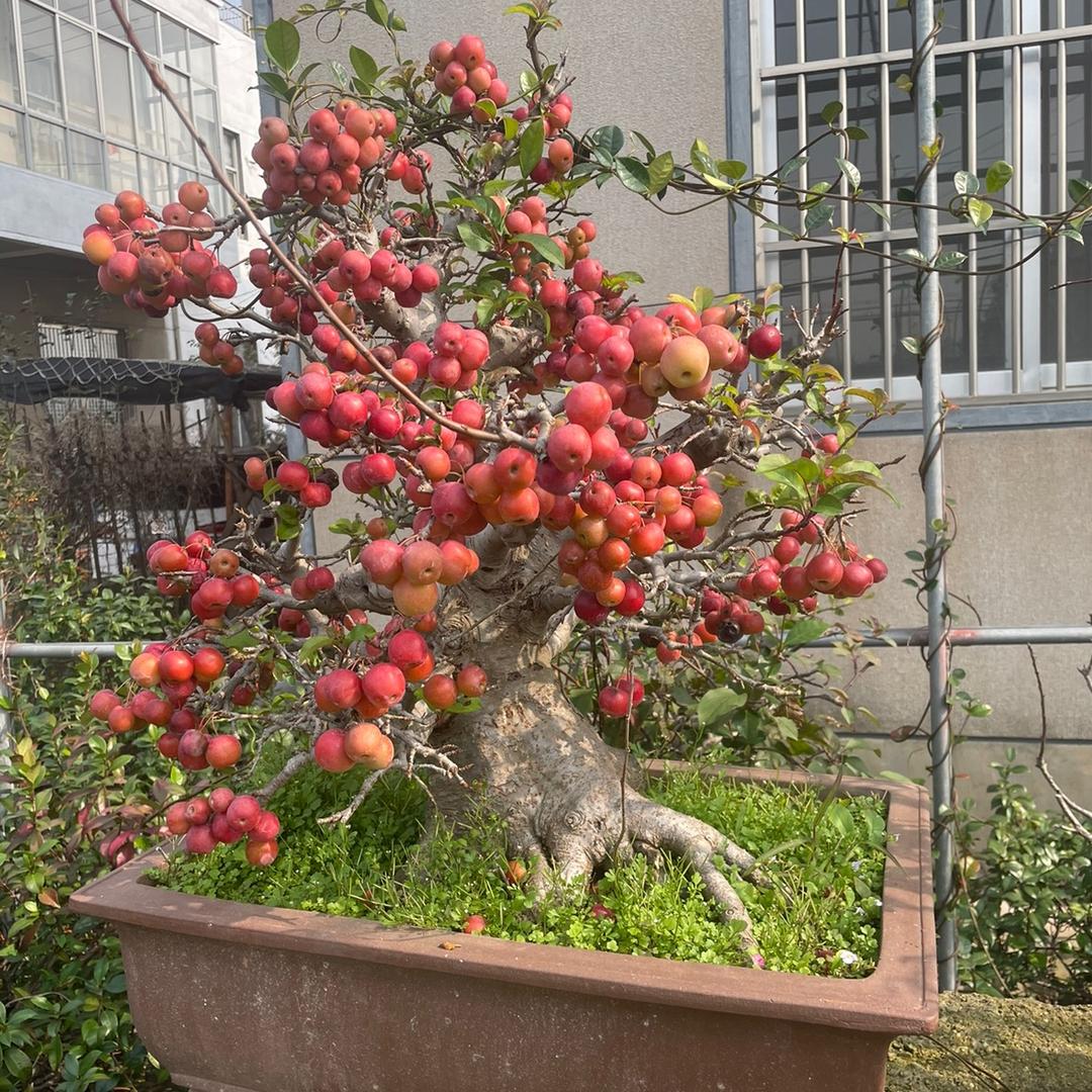临沂河东文增园艺中心（个体工商户）