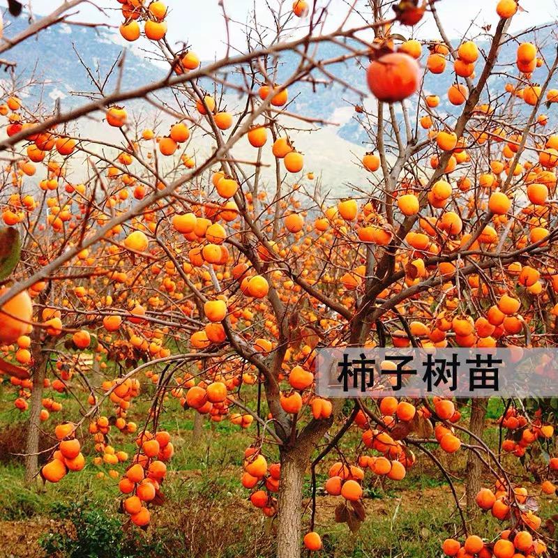 唯瑞果树花卉苗木