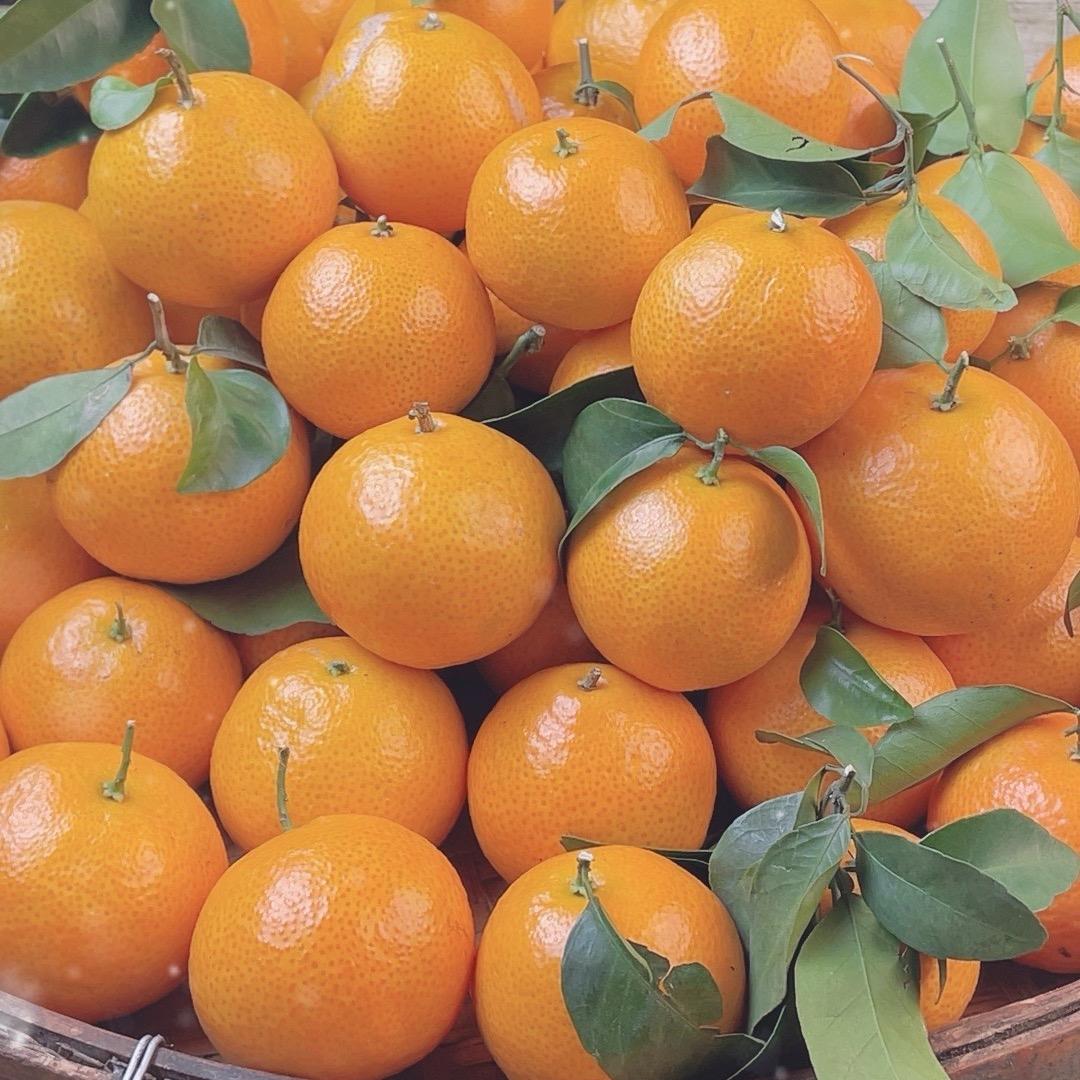 陈爷爷沙糖桔园