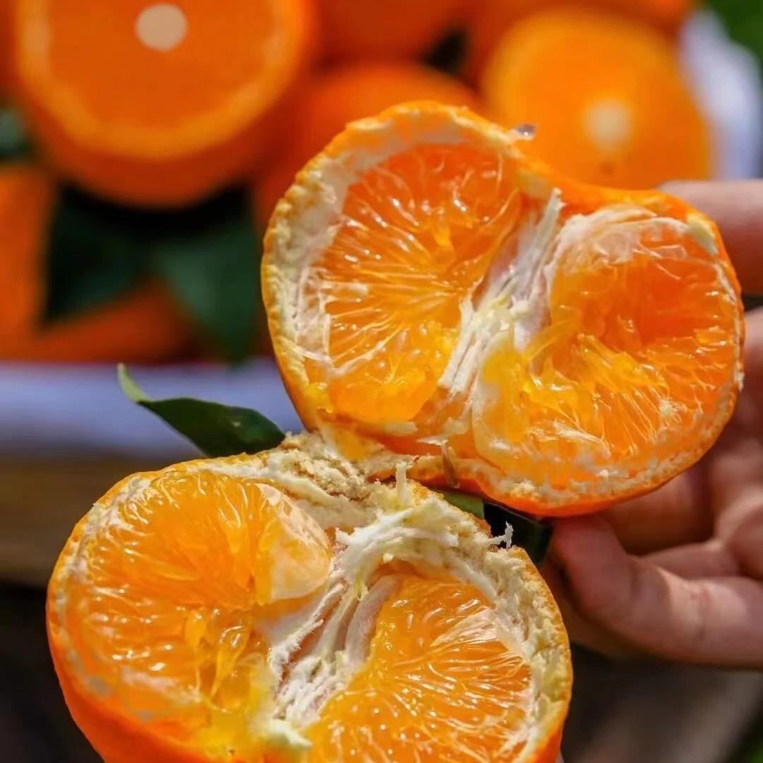 素心梅碧之轩果树苗木专卖店