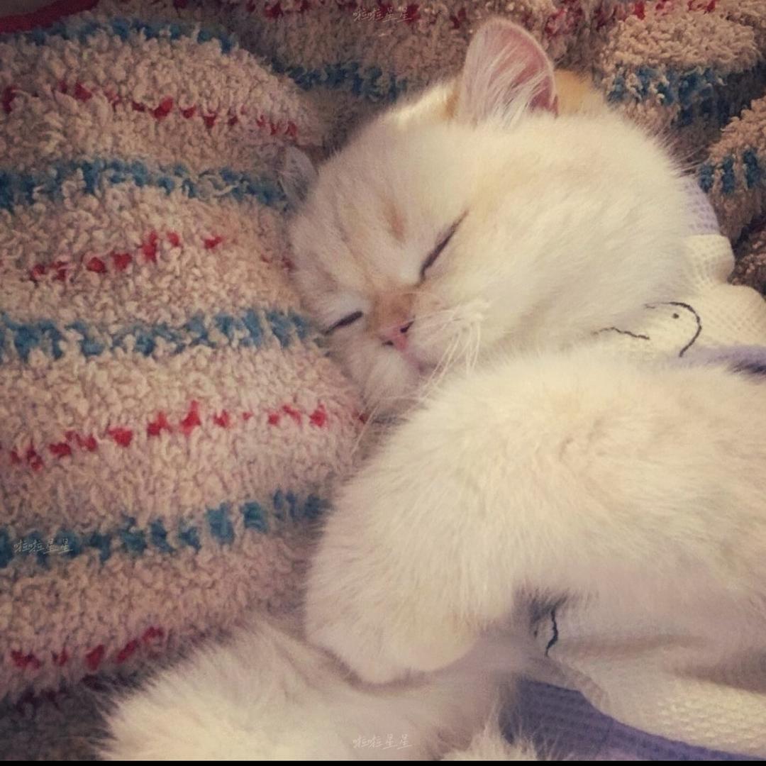 你好可爱也会好幸福