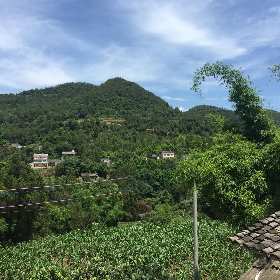 冰糖是只法猪猪