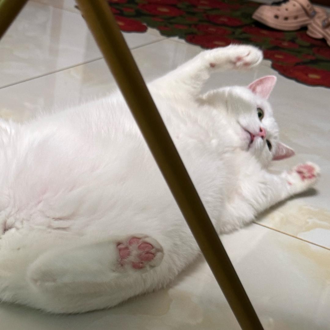 四只猫真的爆炸