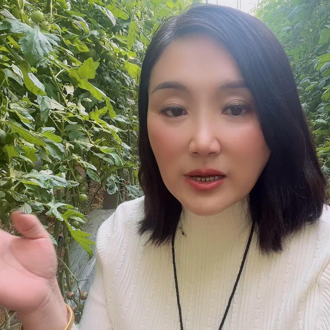 寿光丁丁西红柿种植管理