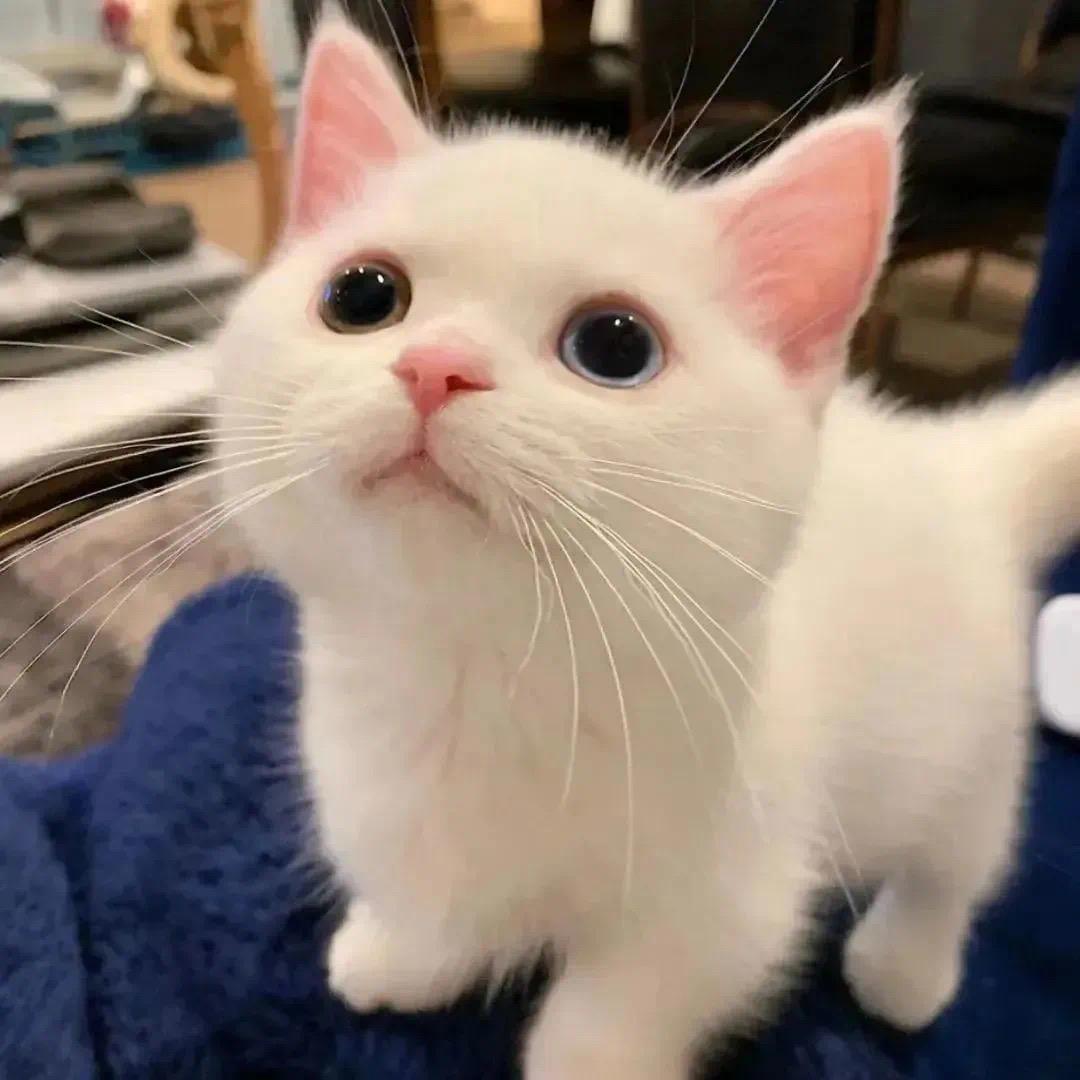 💖 袁、三石