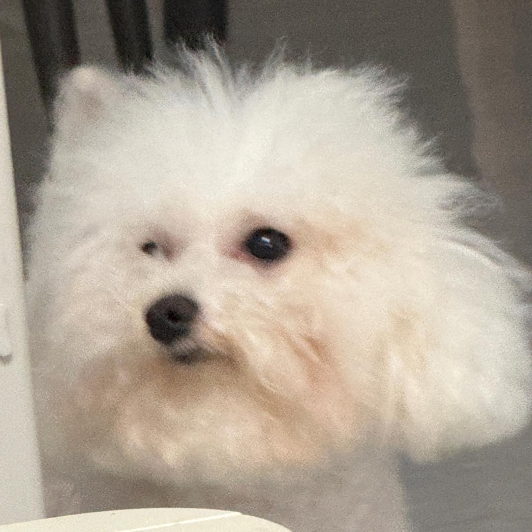 园洲信鸿友碗福鼎肉片