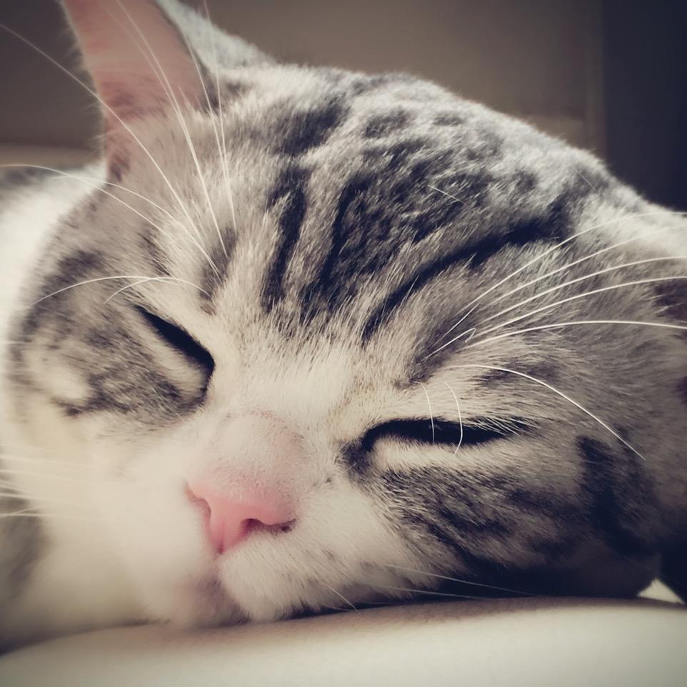 阿孟的养猫日记
