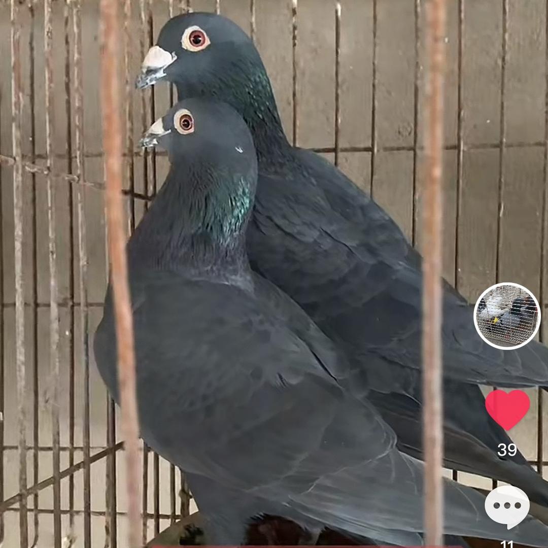 家飞神器