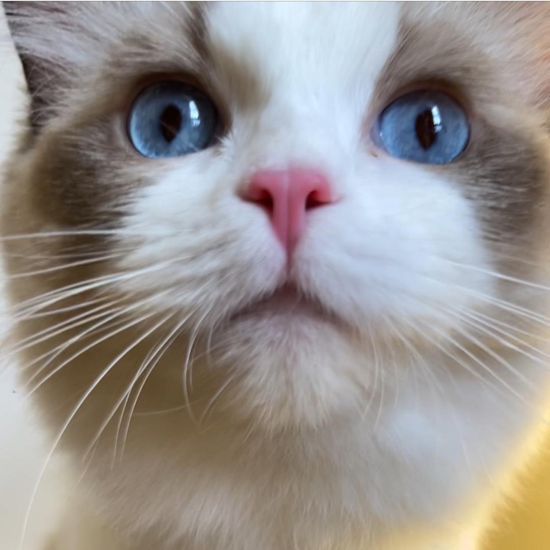 王大个的养宠日常