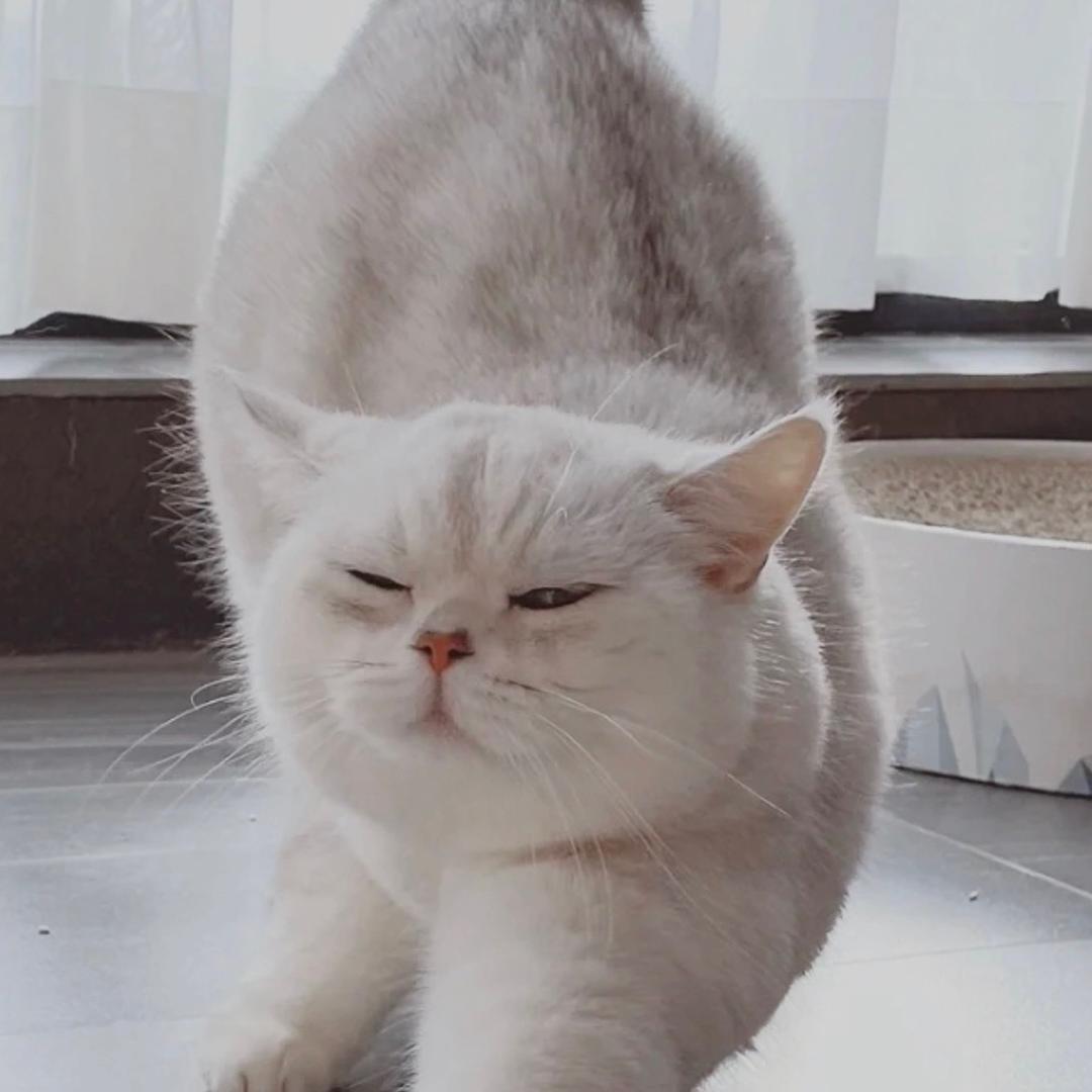 喵大虾头像