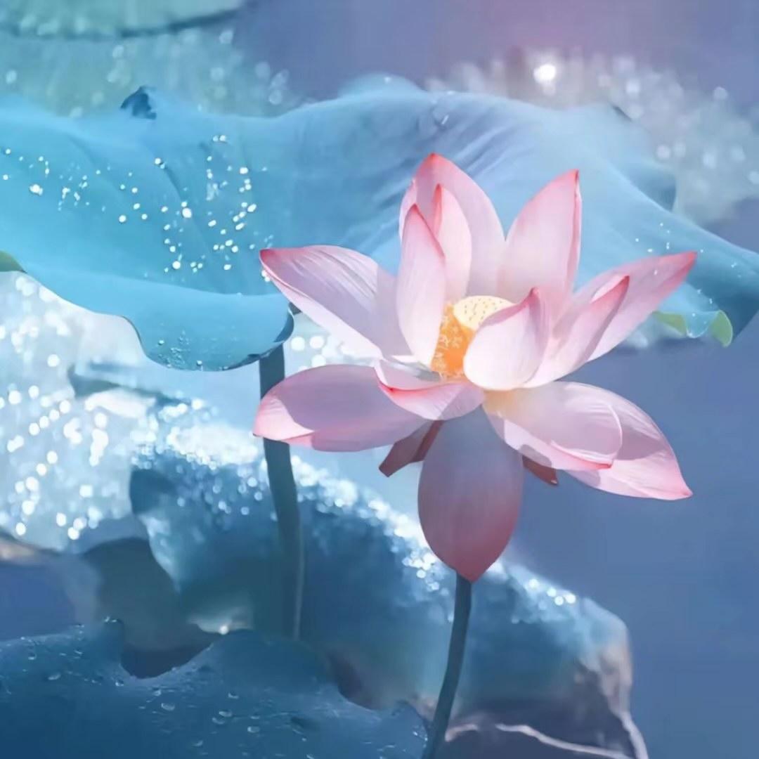 花开富贵🌺🌺🌺……