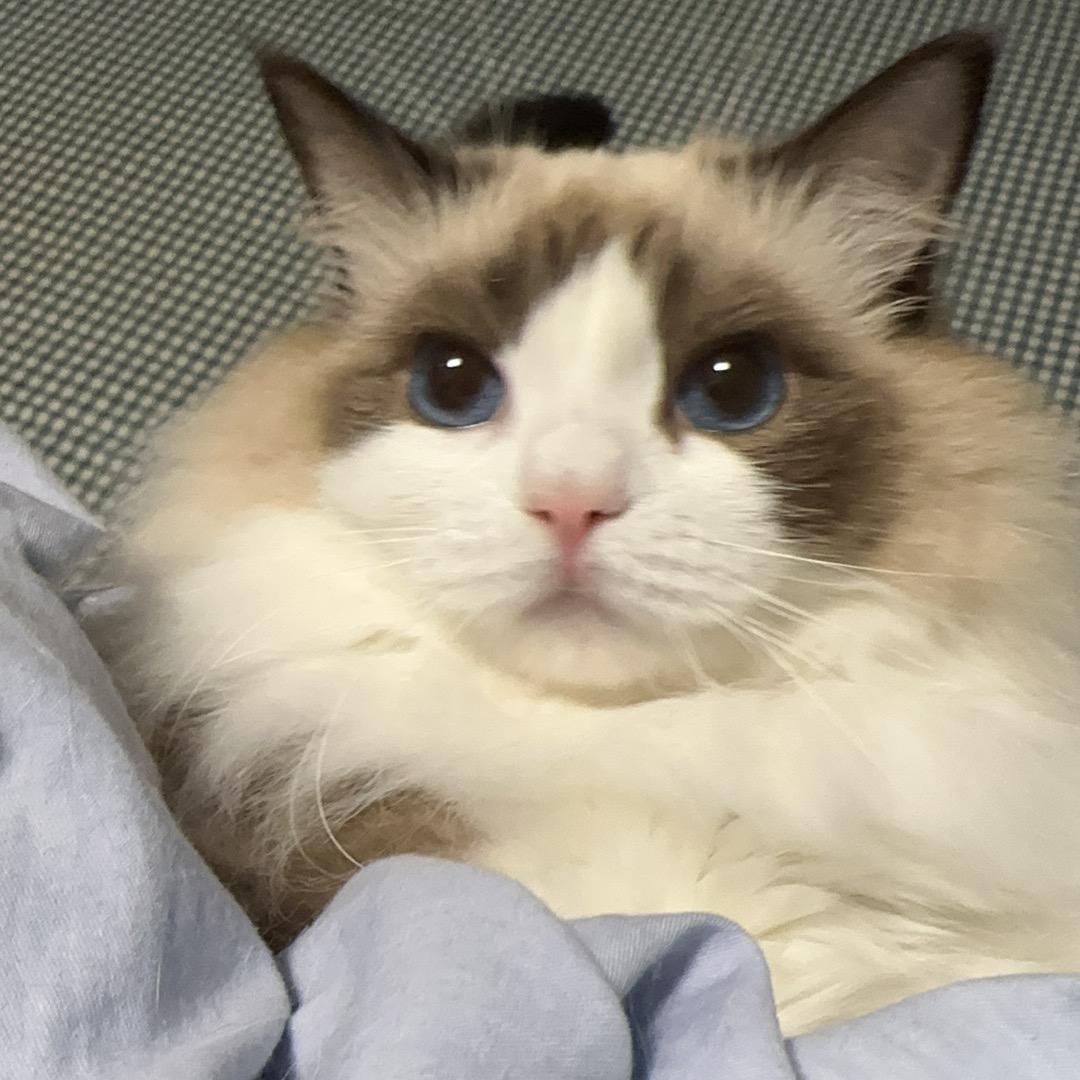 交通安全小标兵🌈