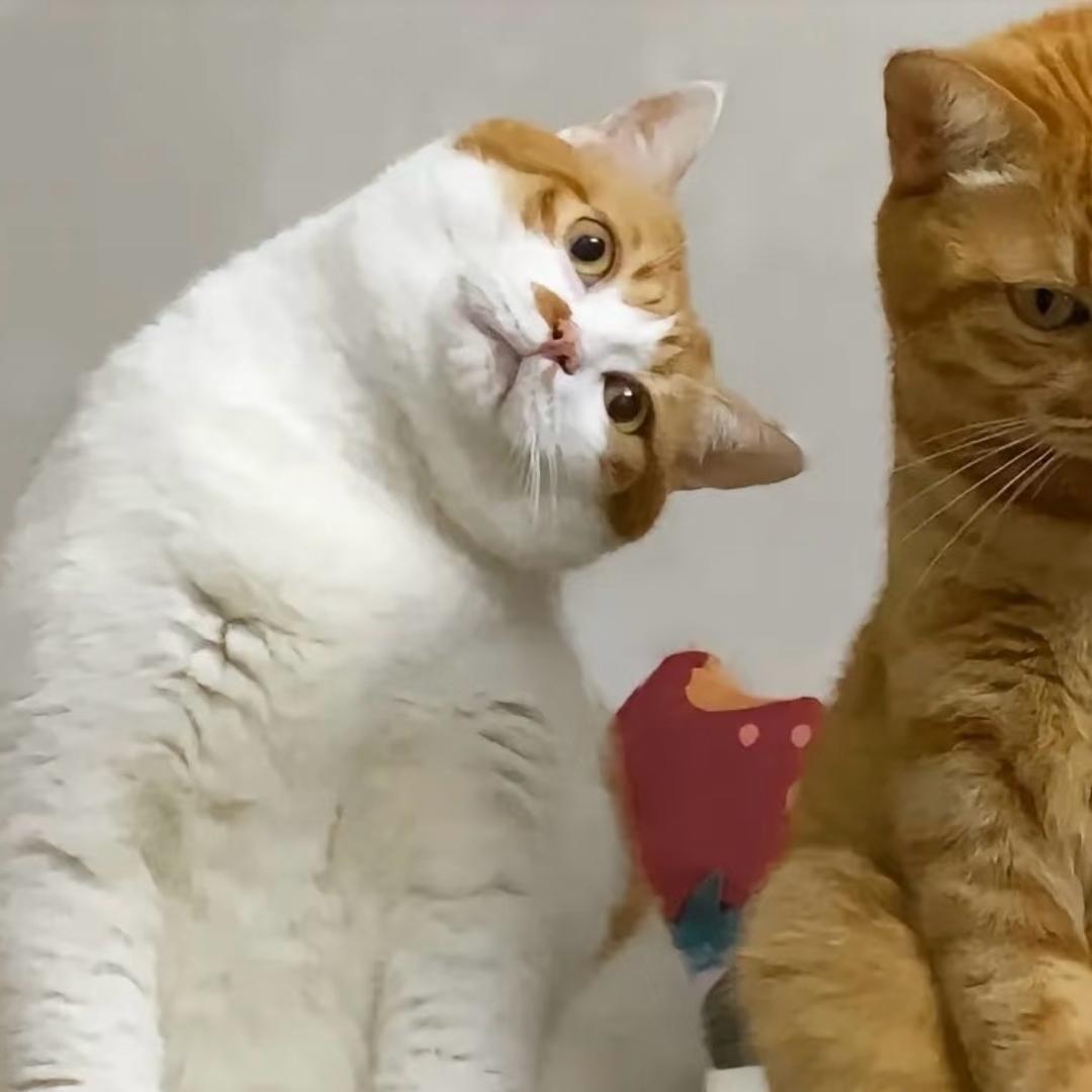 🥳羊羊喜乐🐾