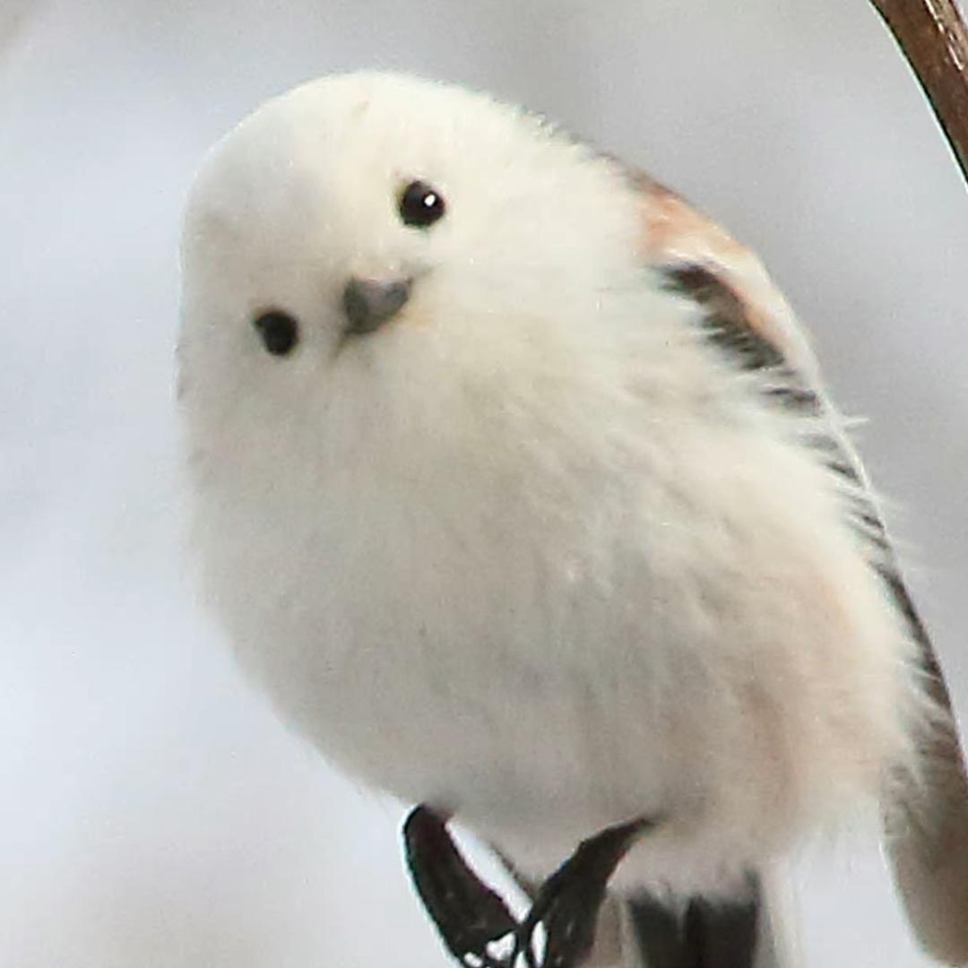 Tw