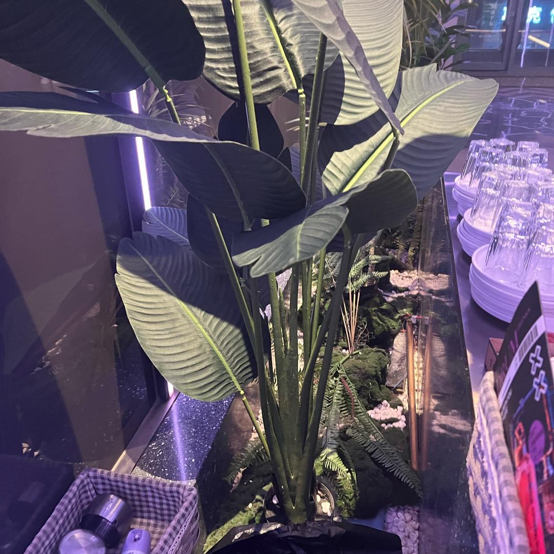 威萌宠业（小妞）