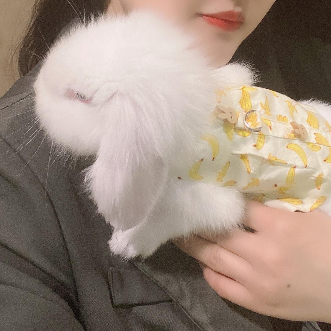 菟小姐没有尾巴