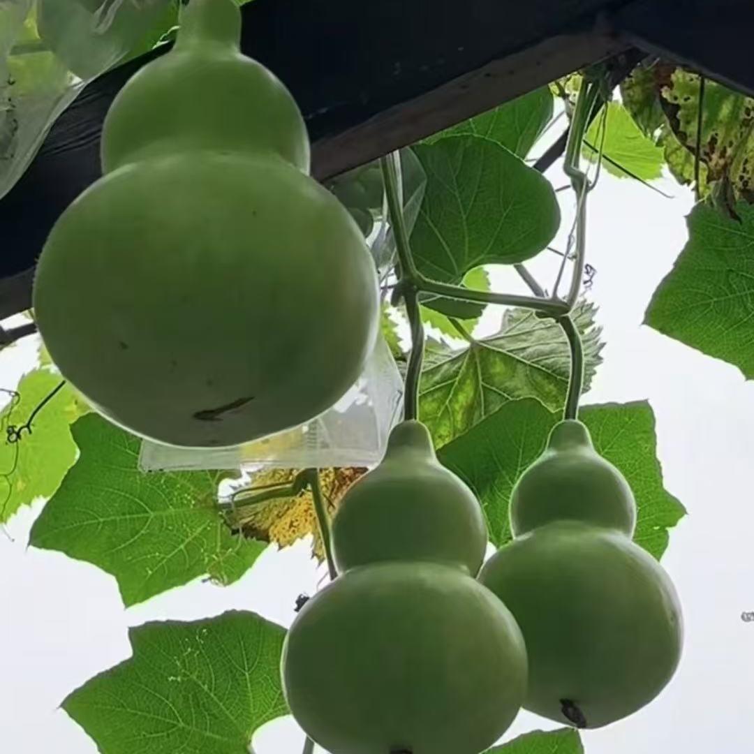 吾家小院