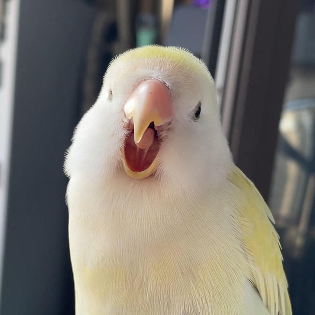 卡尔是只妈宝鸟