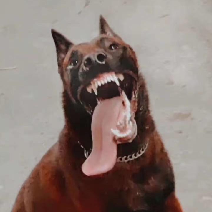 蓬莱仙境小马犬繁育基地张哥
