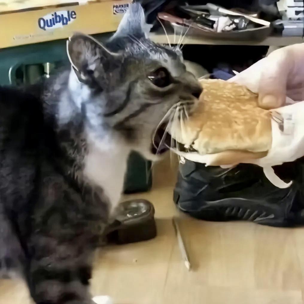 小猫你可以吃芝士汉堡