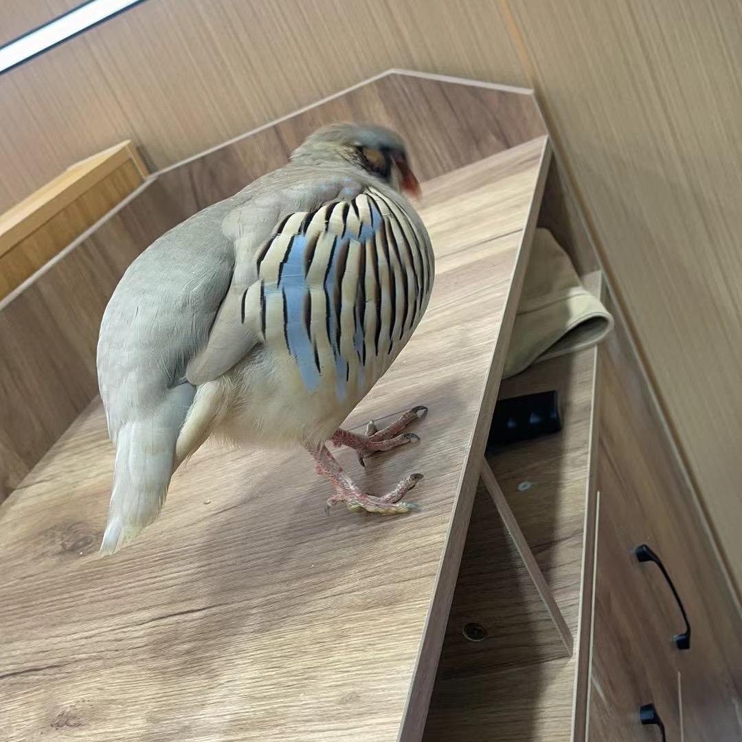 鹧鸪养殖场