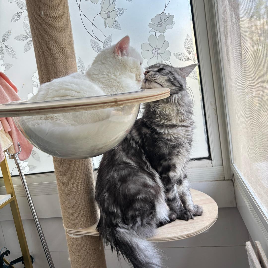 三只猫的日常碎碎念😺