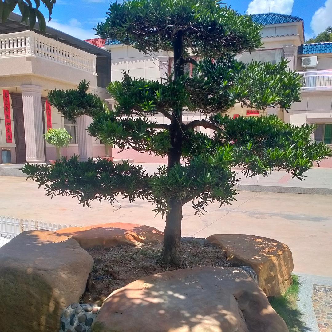 @阿锋.