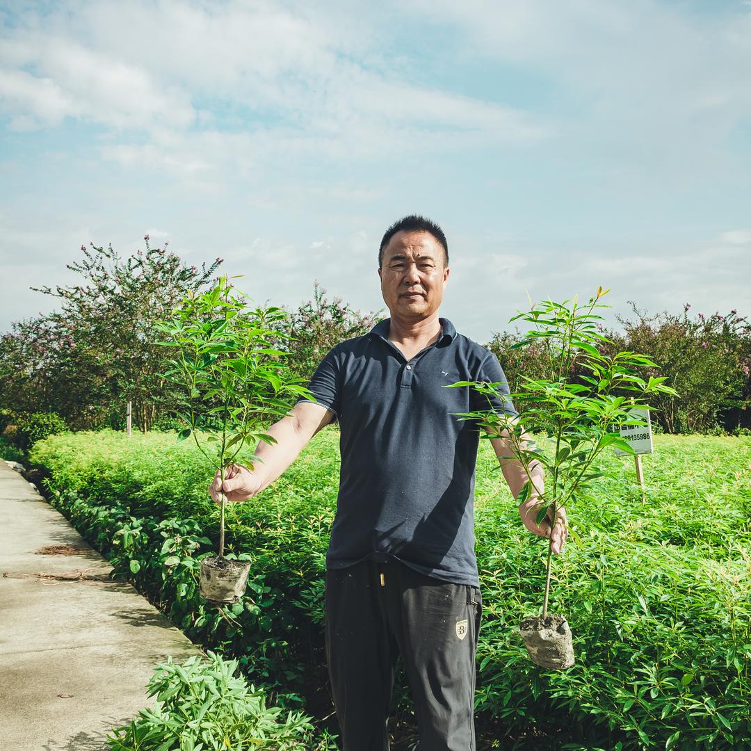 腾腾金丝楠木基地