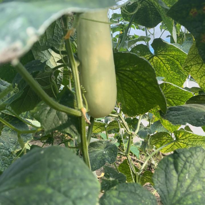 鄂乡鲜生鲜蔬菜