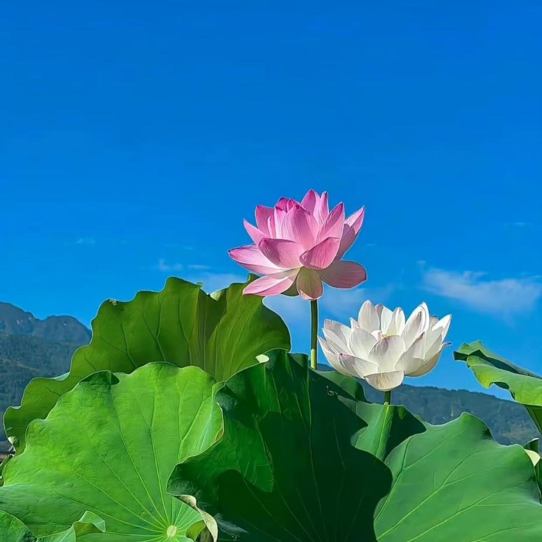 小小多米