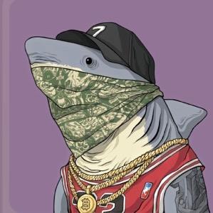 鲨鱼警长又出发啦🦈